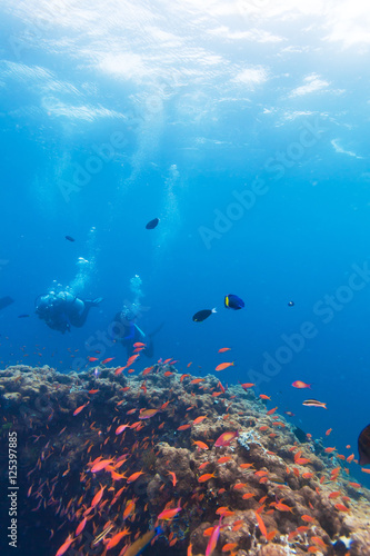 Fototapeta Naklejka Na Ścianę i Meble -  School of Fish near Coral Reef, Maldives