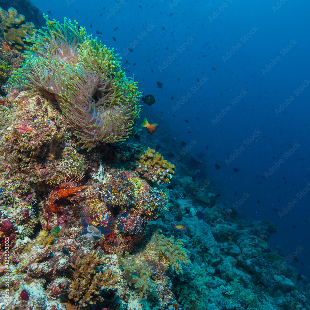 Obraz premium Pair of Clown Fishes near Anemone