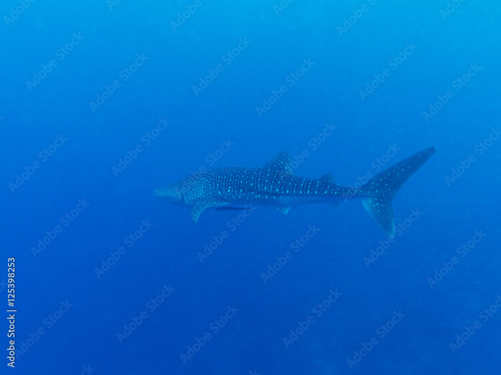 Whale shark (Rhincodon typus), Maldives Whale shark (Rhincodon typus), Maldives