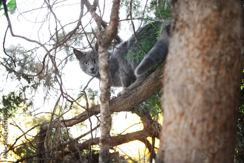 Cute cat sitting on tree © Africa Studio