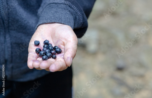 Handpicked blueberries
