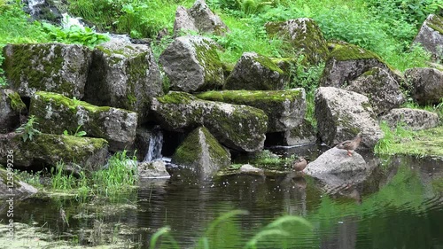 Ducks near the creek