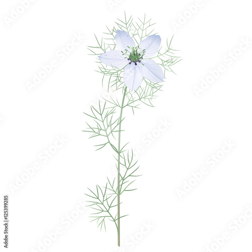 Nigella Sativa
