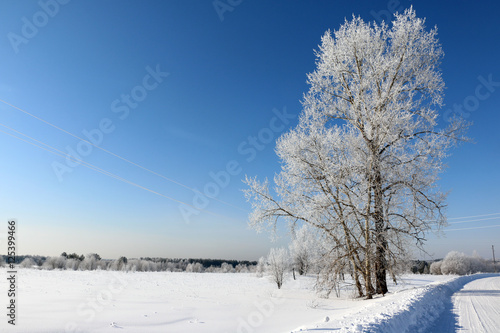 Tree and snow in a winter day