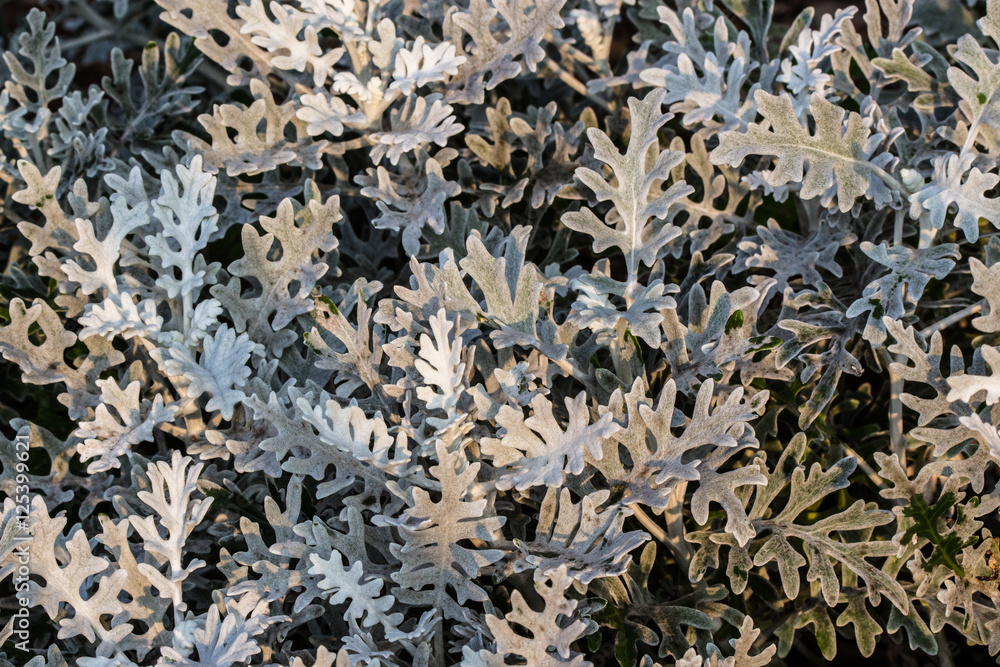 Interesting plant texture Interesting plant texture