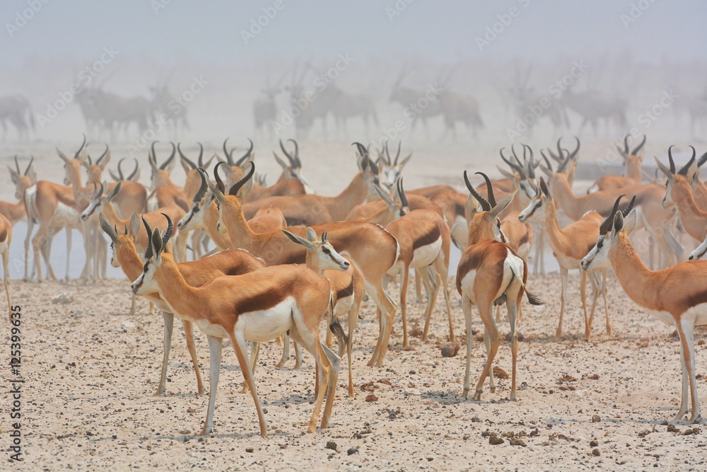 Fototapeta premium Springbock-Herde (Antidorcas marsupialis) im Etosha Nationalpark