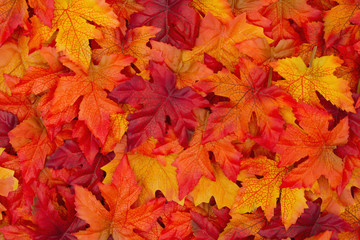 Autumn Leaves Background