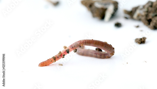 Earth worm on white background
