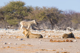 Two young male lazy Lions lying down on the ground. Zebra (defocused) walking undisturbed in the background. Wildlife safari in the Etosha National Park, main tourist attraction in Namibia, Africa.