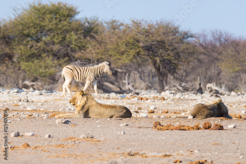 Two young male lazy Lions lying down on the ground. Zebra  defocused  walking undisturbed in the background. Wildlife safari in the Etosha National Park  main tourist attraction in Namibia  Africa.