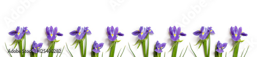 Fototapeta Naklejka Na Ścianę i Meble -  fresh burgundy irises