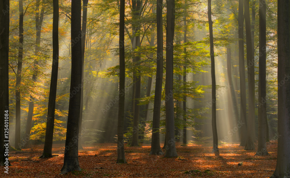 Fototapeta premium Beautiful autumn colors and light in a Dutch forest.
