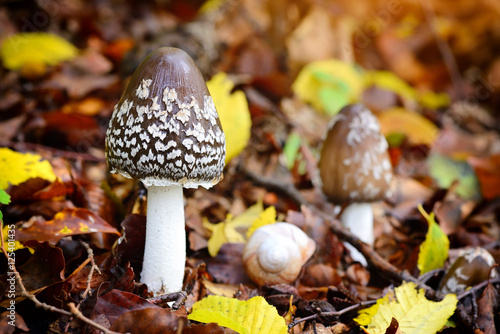 Autumn mushroom (Coprinopsis picacea) in the forest