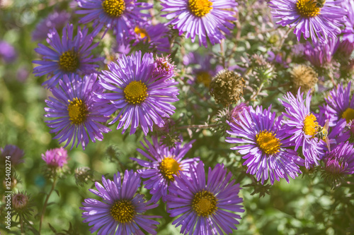 flowers close up