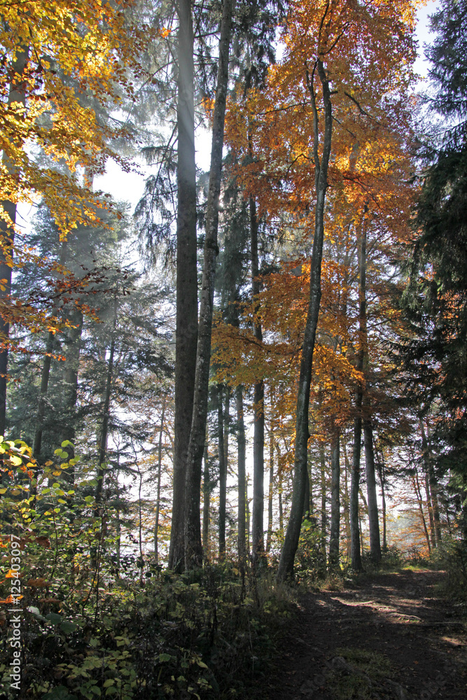 herbstwald