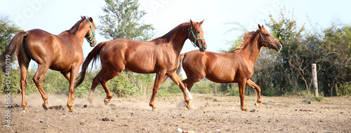 Foto Purebred young hungarian gidran stallions standing  in summer corral