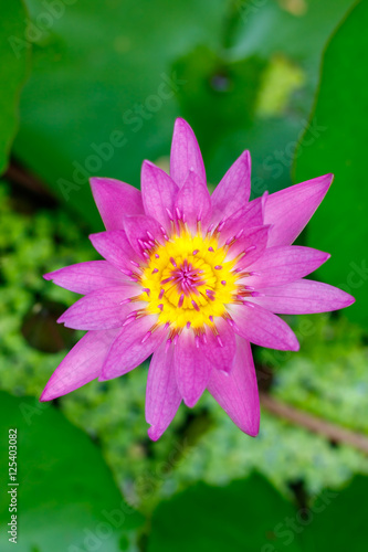 pink lotus closeup