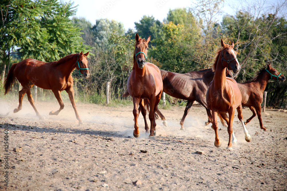 Purebred young hungarian gidran stallions standing in summer corral Purebred young hungarian gidran stallions standing in summer corral