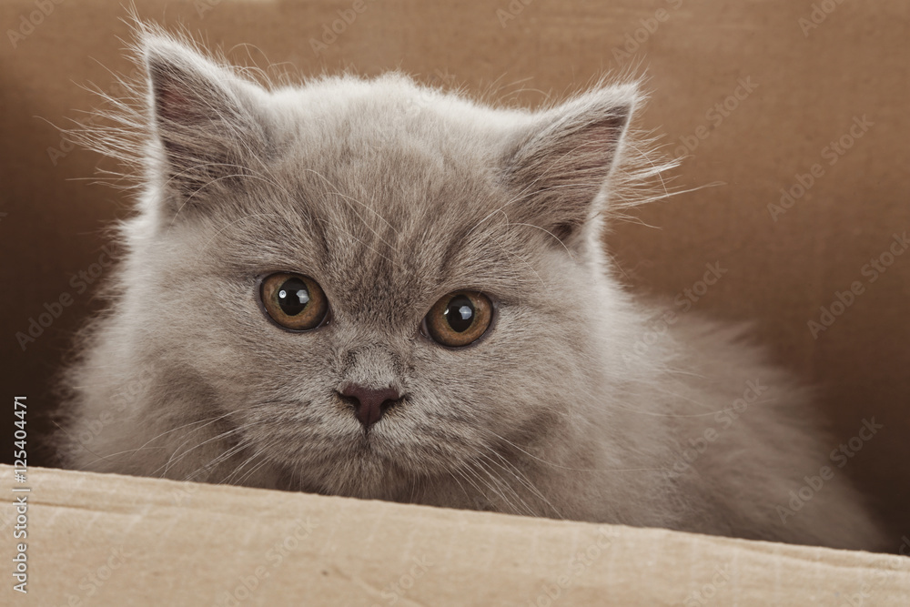portrait jeune chatte de race british long hair couleur lilac dans caisse en carton portrait jeune chatte de race british long hair couleur lilac dans caisse en carton