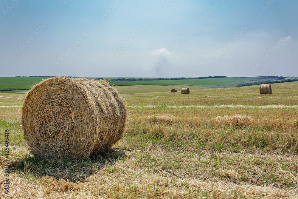 Round bale of straw in the field Round bale of straw in the field