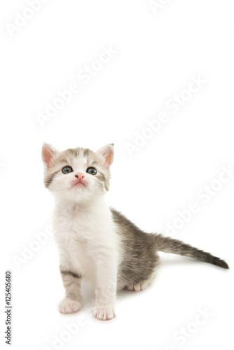 fluffy gray kitten