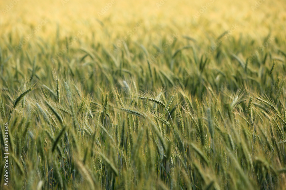 Fototapeta premium golden grainfield with small focus on single wheat ears