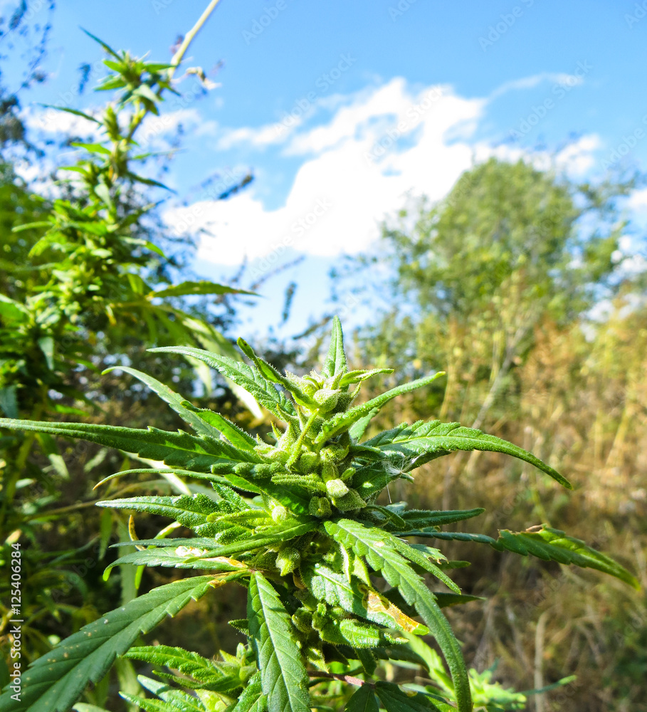 Close-up of the cannabis plant on autumn Close-up of the cannabis plant on autumn