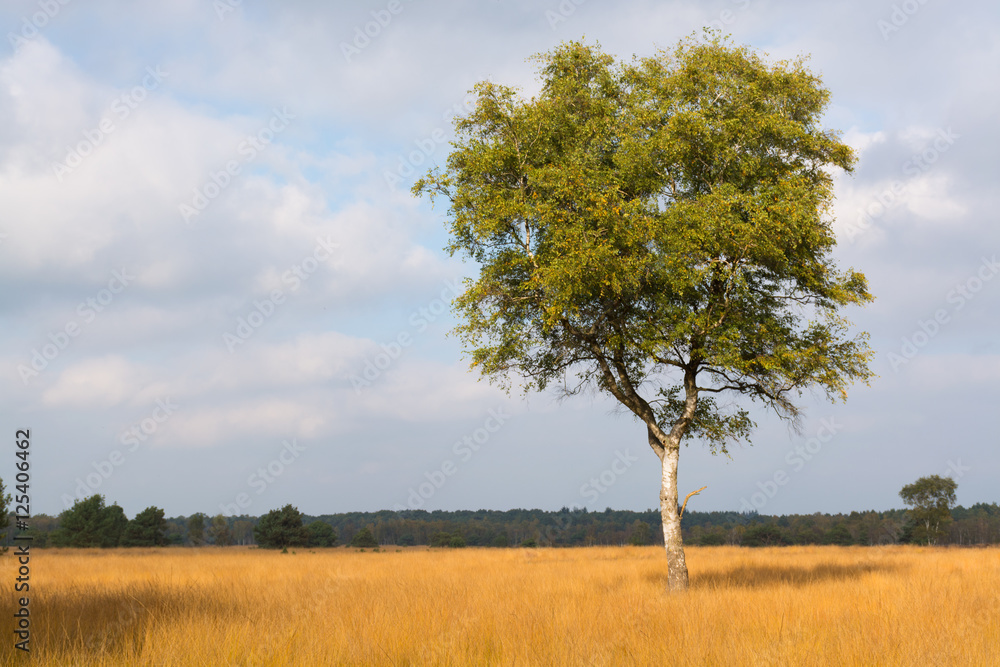 Lonely beautiful autumn birch tree. Autumn Landscape. Lonely beautiful autumn birch tree. Autumn Landscape.