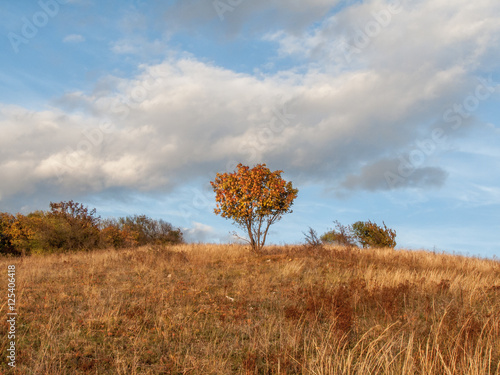 Autumn Harmony