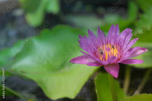 Purple lotus flower