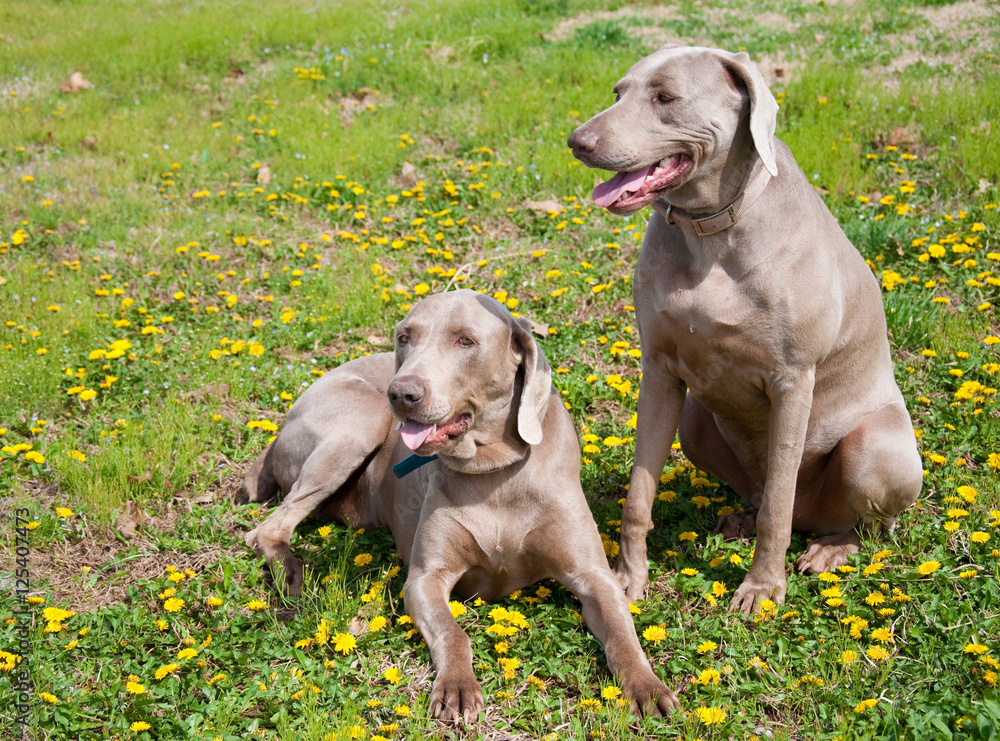 Two beautiful Weimaraner dogs with early spring Dandelions