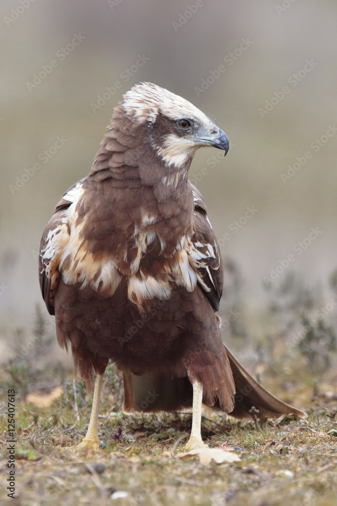 Western marsh harrier (Circus aeruginosus) on meadow background Western marsh harrier (Circus aeruginosus) on meadow background