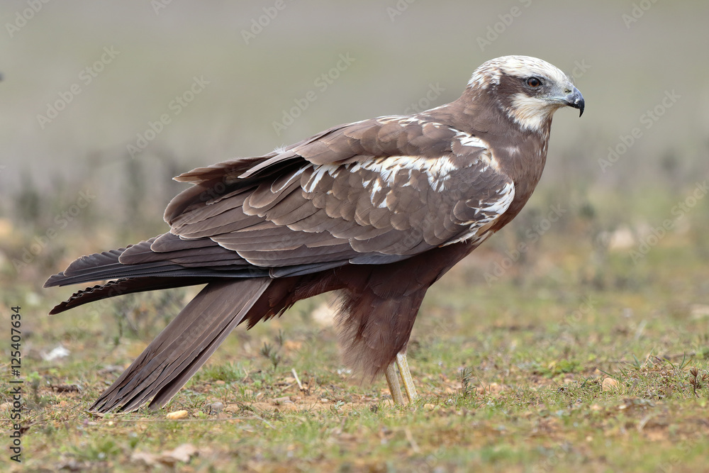 Western marsh harrier (Circus aeruginosus) on meadow background Western marsh harrier (Circus aeruginosus) on meadow background