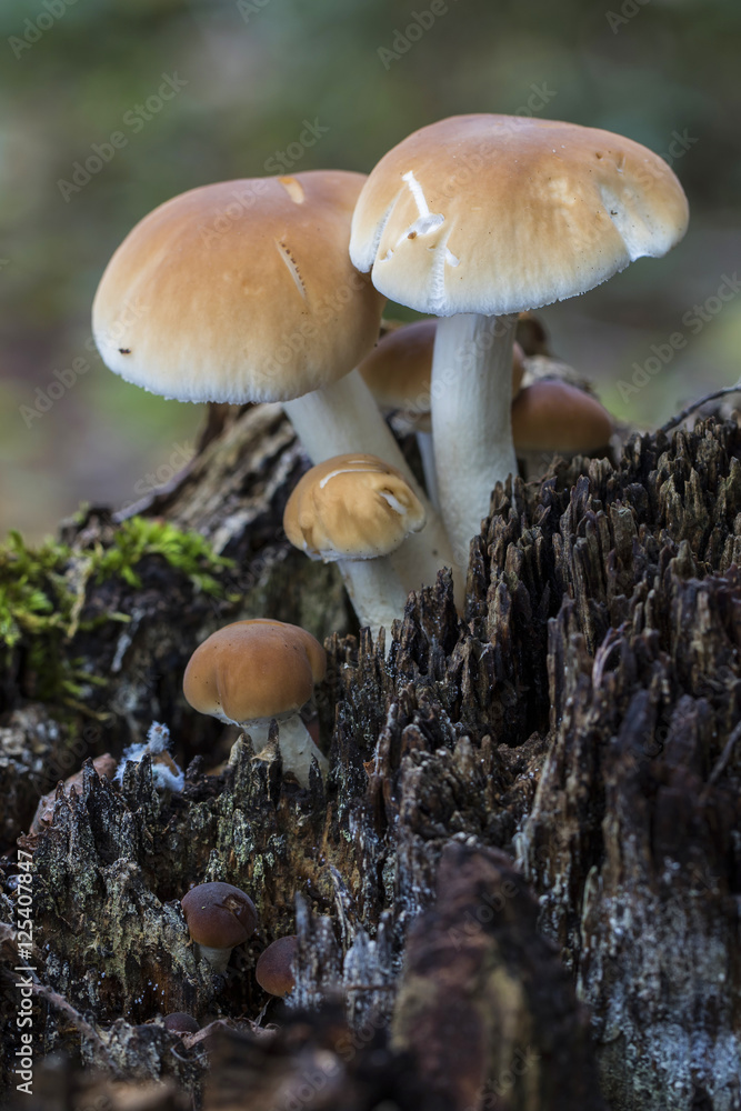 Agrocybe aegerita. growing on a dead log Agrocybe aegerita. growing on a dead log
