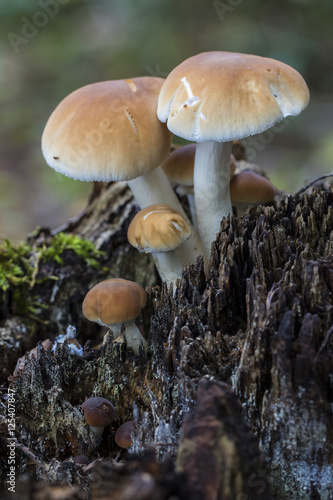 Agrocybe aegerita. growing on a dead log