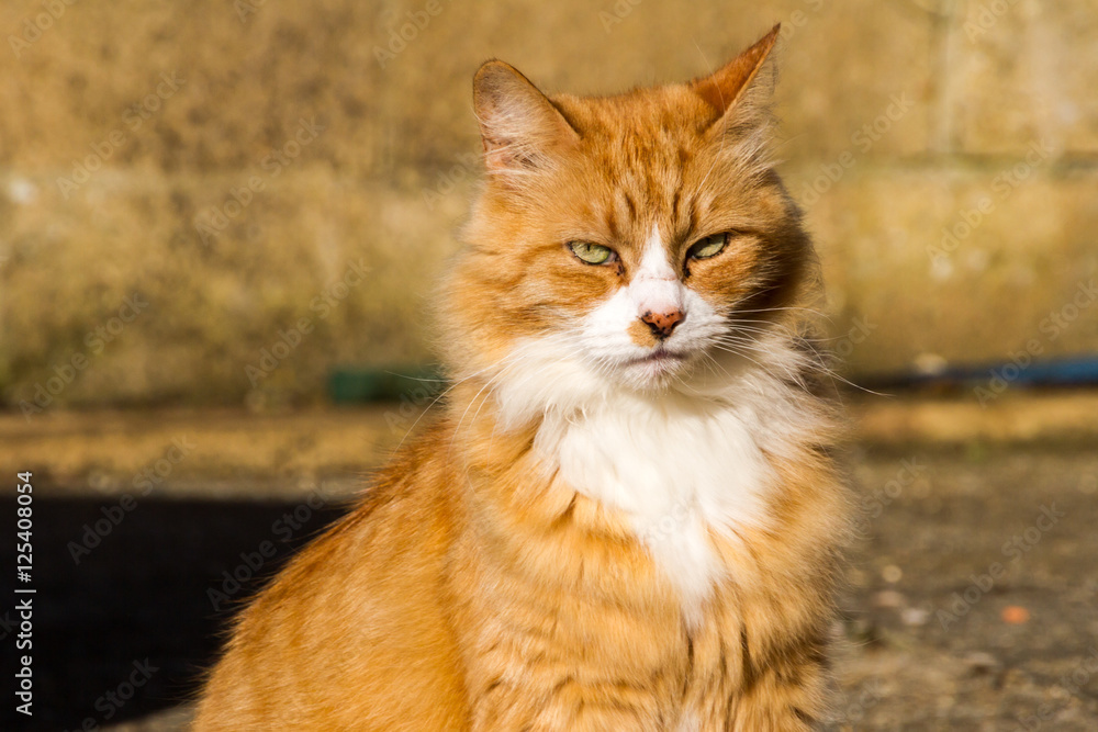 Obraz premium Sulking Ginger Cat