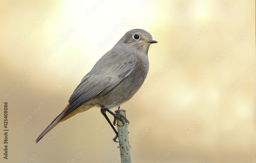 Black redstart female posing in late summer Black redstart female posing in late summer