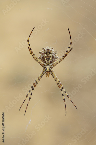 Spider argiope lobed on the web - motley bottom abdomen like on