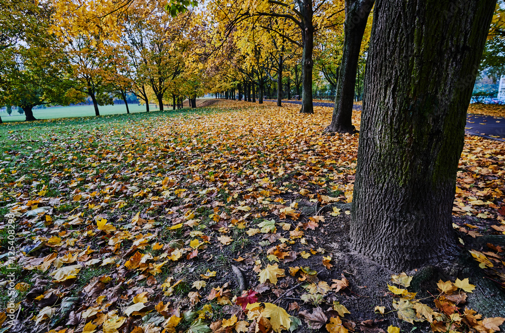 Trees and autumn leaves in a city park in Poland. Trees and autumn leaves in a city park in Poland.