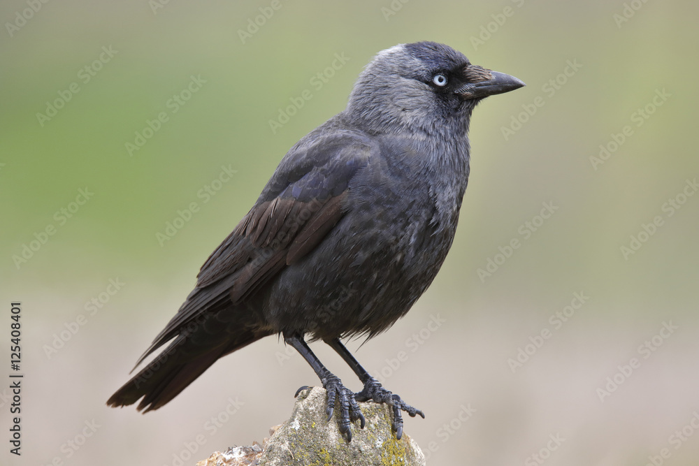 Jackdaw (Corvus monedula) resting on a rock in their habitat Jackdaw (Corvus monedula) resting on a rock in their habitat