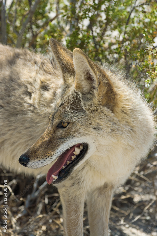 Coyote, Canis latrans, in Death Valley National Park. Coyote, Canis latrans, in Death Valley National Park.