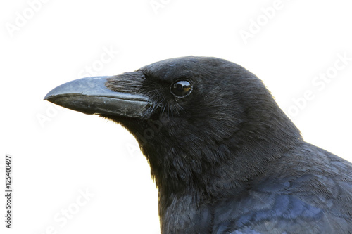 carrion crow  portrait on white background