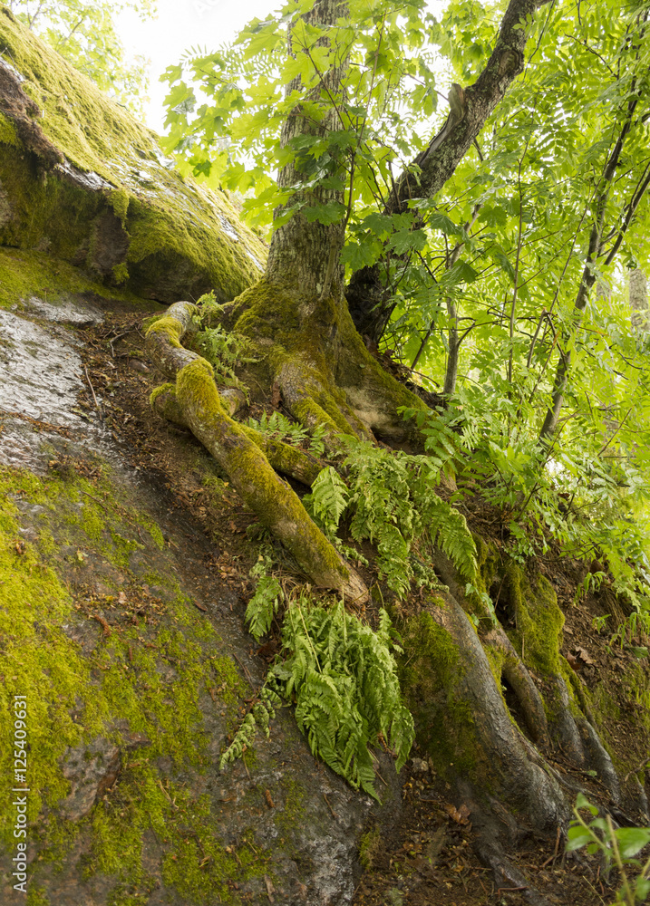 roots of a tree covered with moss in a green rainy forest roots of a tree covered with moss in a green rainy forest