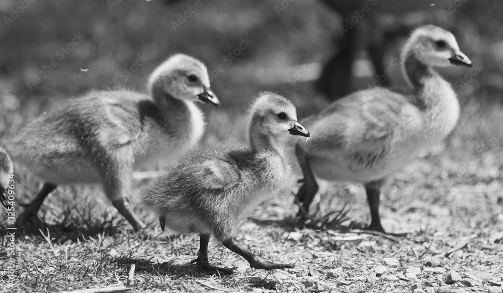 Beautiful isolated black and white photo of a family of the Canada geese Beautiful isolated black and white photo of a family of the Canada geese
