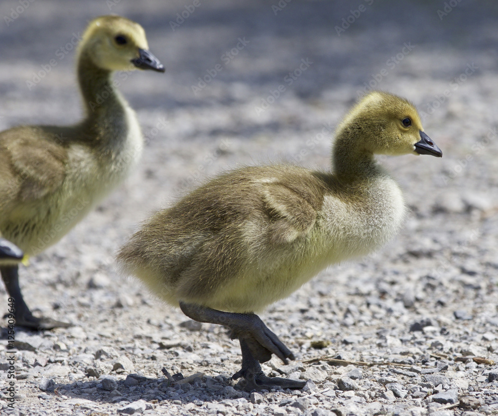 Beautiful isolated picture with a family of the Canada geese Beautiful isolated picture with a family of the Canada geese