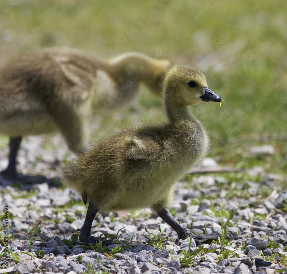 Beautiful isolated photo of a family of the Canada geese