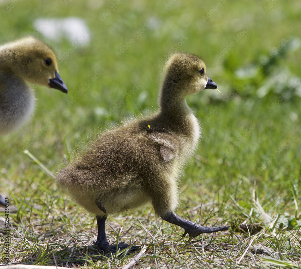 Beautiful photo with a pair of chicks of the Canada geese Beautiful photo with a pair of chicks of the Canada geese