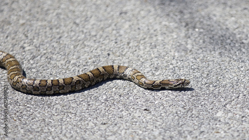 Beautiful isolated image with a snake on a road