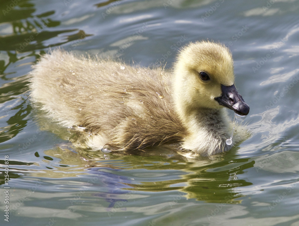 Beautiful background with a chick of the Canada geese eating Beautiful background with a chick of the Canada geese eating