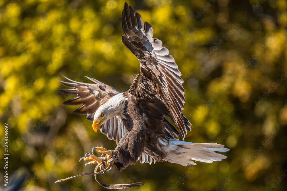Obraz premium Weißseekopfadler